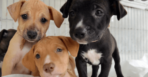 Feira de Adoção de Animais acontece em shopping de Camaçari neste sábado
