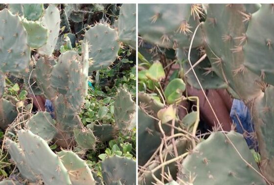 SALVADOR: Idoso desaparecido é encontrado morto em vegetação de cactos