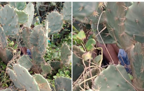 SALVADOR: Idoso desaparecido é encontrado morto em vegetação de cactos