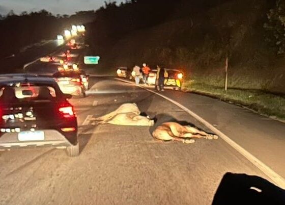 Vacas invadem Via Parafuso e colidem em carro