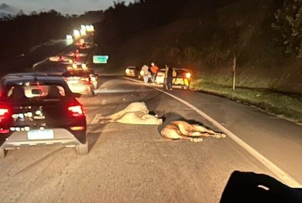 Vacas invadem Via Parafuso e colidem em carro