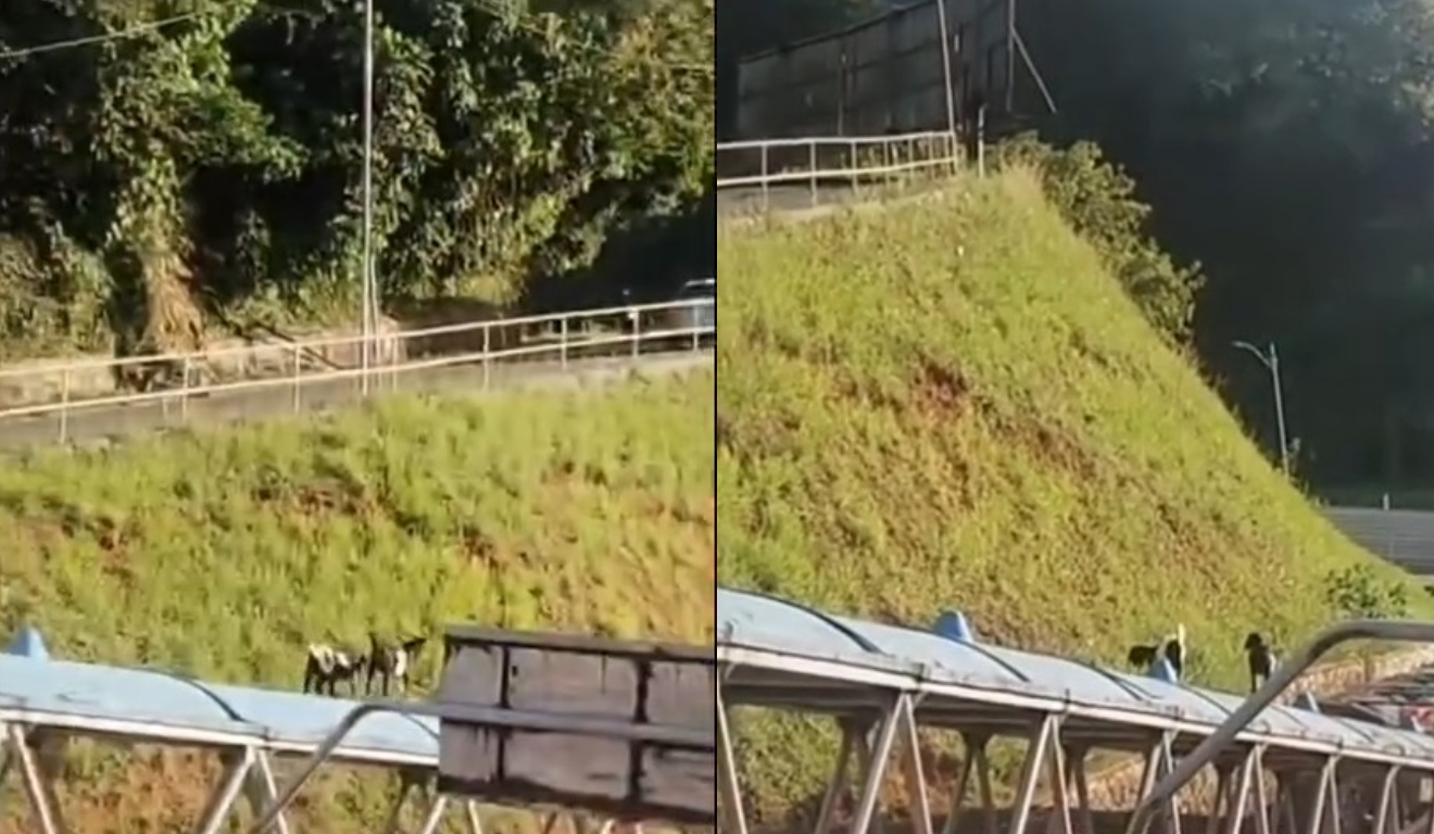 Bodes são flagrados em cima da estrutura de passarela na Bonocô - R1