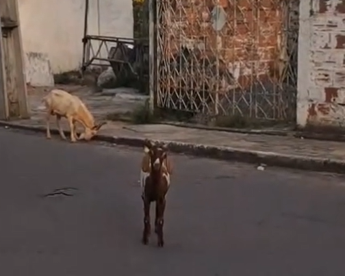 Foto: Reprodução/Redes Sociais