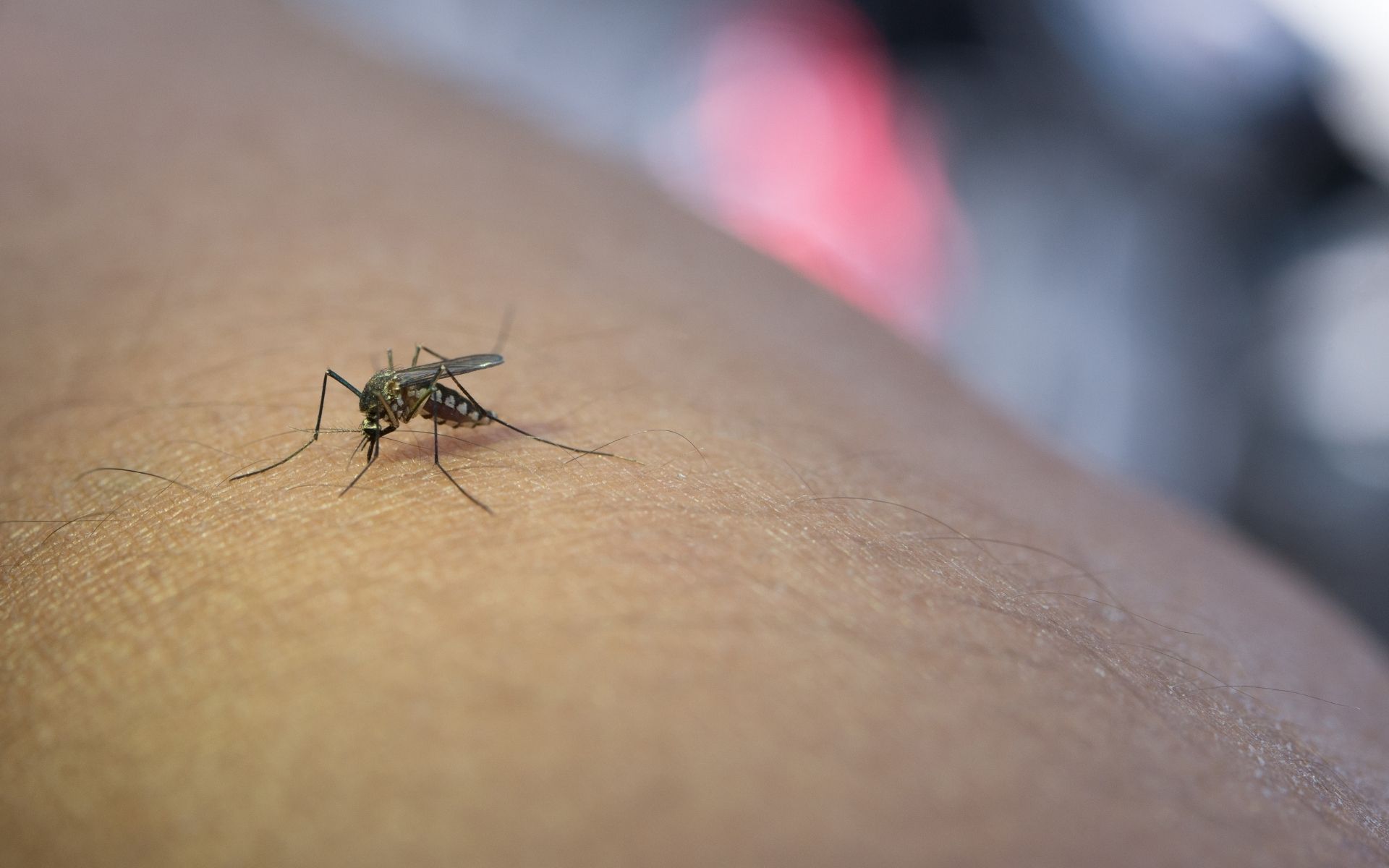 Adeus, repelente! Saiba qual país do mundo não tem mosquitos - R1