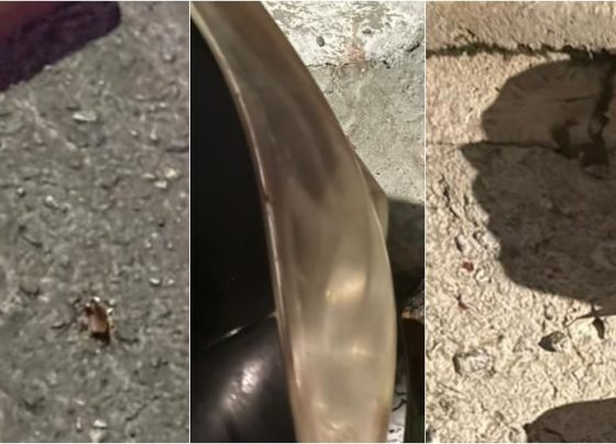 Imagens: Redes sociais