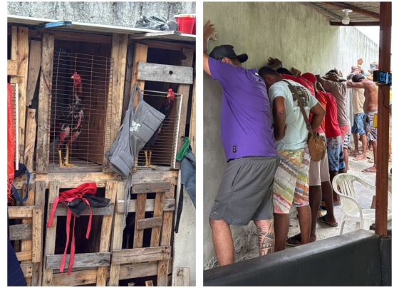 Rinha de galo em São Cristóvão. Fotos: 49ª CIPM/PMBA-DCS/Divulgação